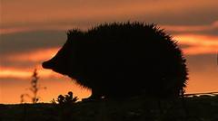 Hedgehog among four chosen animals to feature on your new banknotes — BBC Business, Atlanta Business news