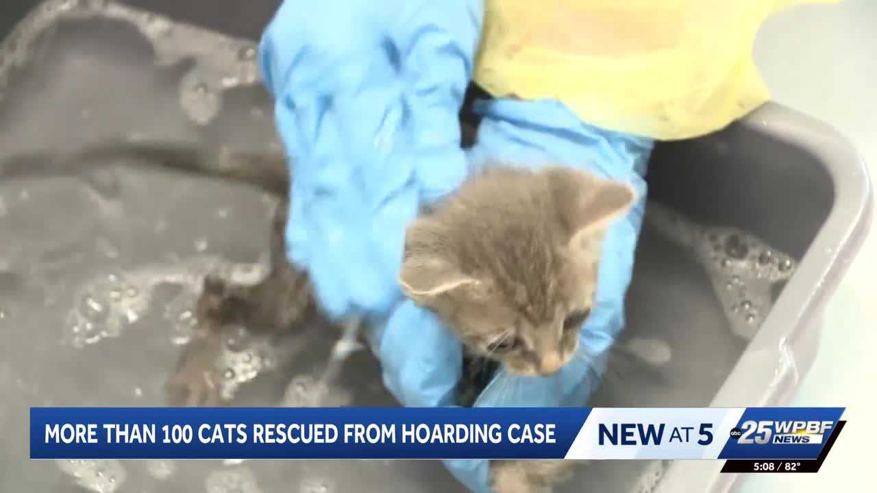 More than 100 cats rescued from hoarding situation in Port St. Lucie — WPBF West Palm Beach, Atlanta Health news